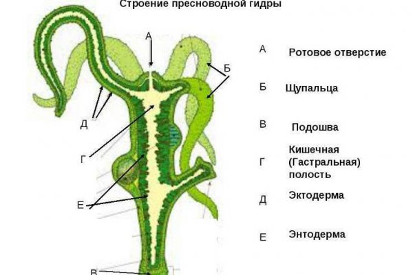 Kraken ссылка официальная